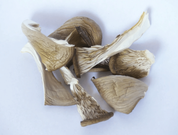 Organic Freeze Dried Blue Oyster Mushrooms, 20g